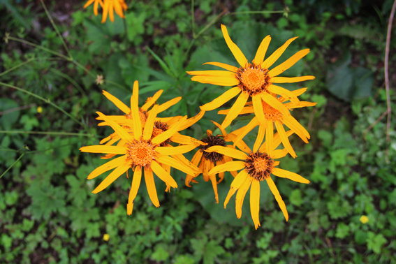 imµç¾º¡¤(Öйú)µç×Ó¾º¼¼Æ½Ì¨