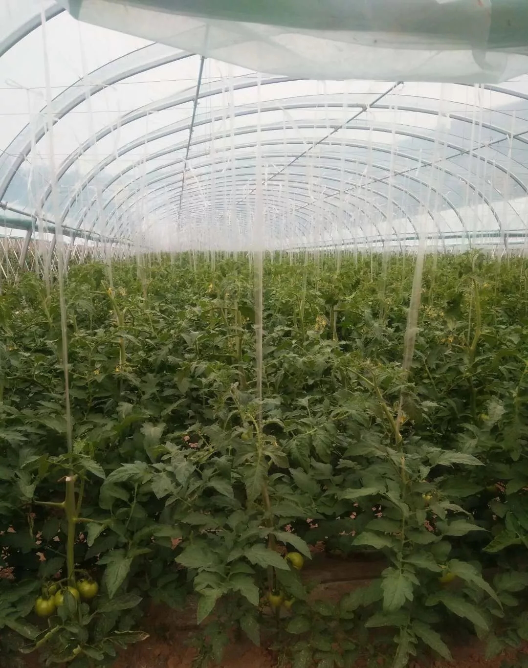 im�羺��(�й�)���Ӿ���ƽ̨